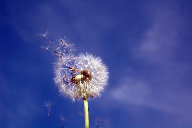 Spring Allergies-Pollen